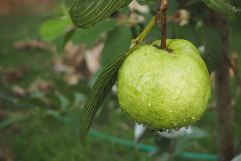 18 beneficios de las hojas de guayaba Adelgazar en casa