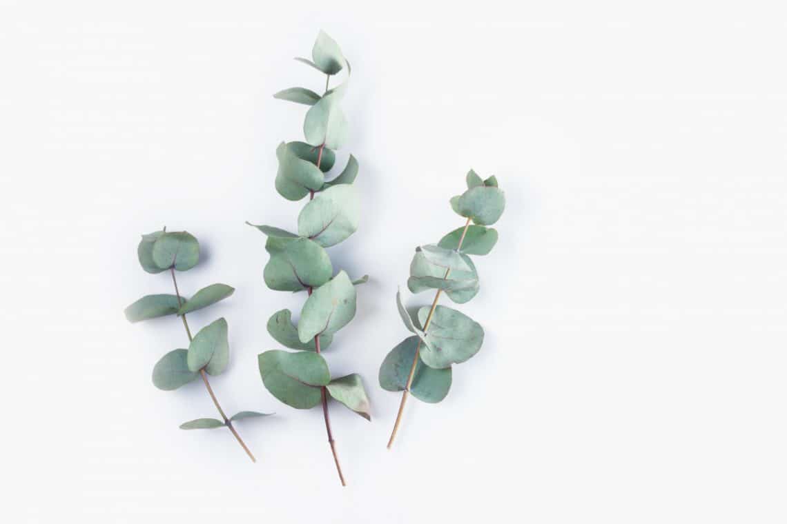 9 beneficios de las hojas de eucalipto Adelgazar en casa