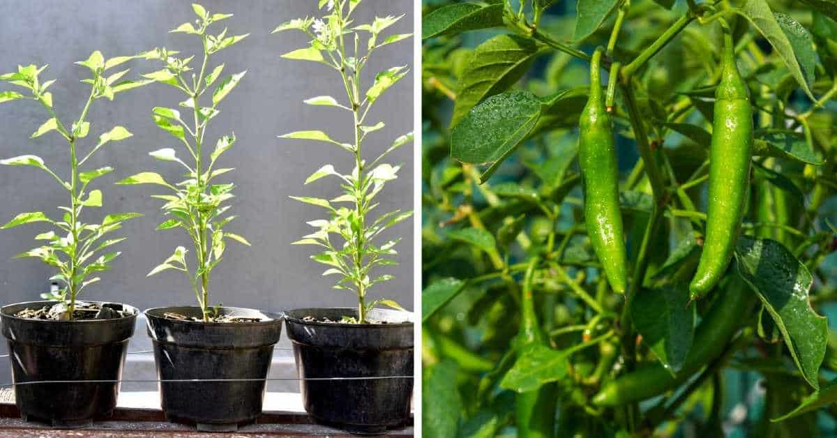 como cultivar chile serrano Adelgazar en